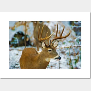 Male Deer in Snow Posters and Art